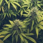 Medical Marijuana Dispensary in California