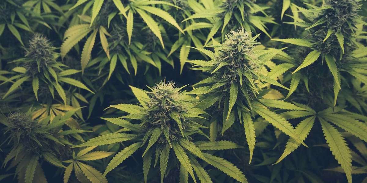 Medical Marijuana Dispensary in California