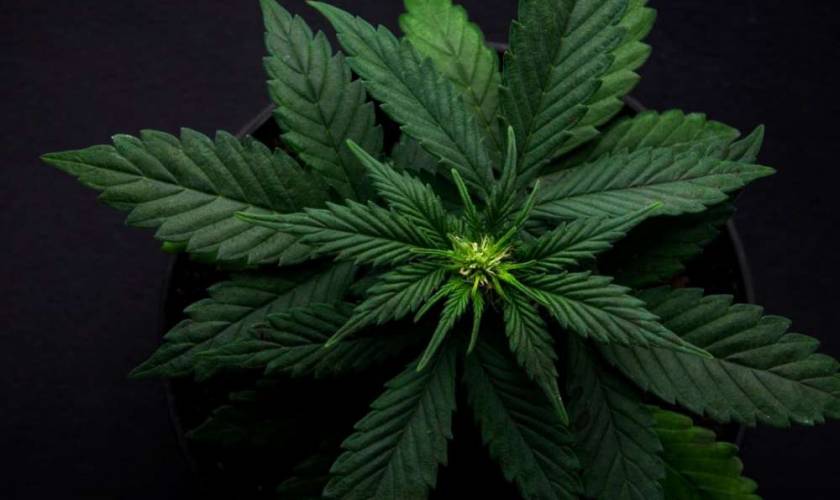 Medical Marijuana Dispensary in California