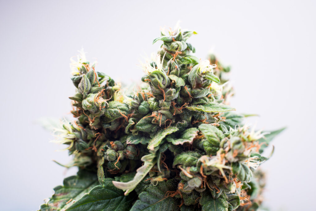 Want to explore the cannabis products available in different variants?