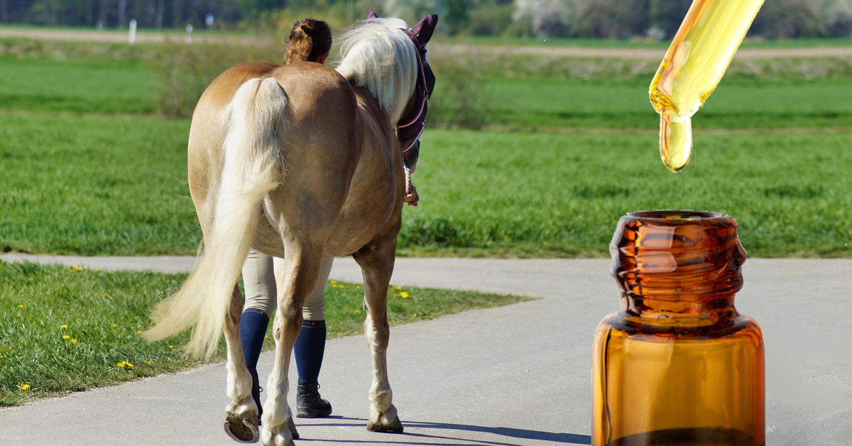 Looking For CBD Products For Horses – Here They Are
