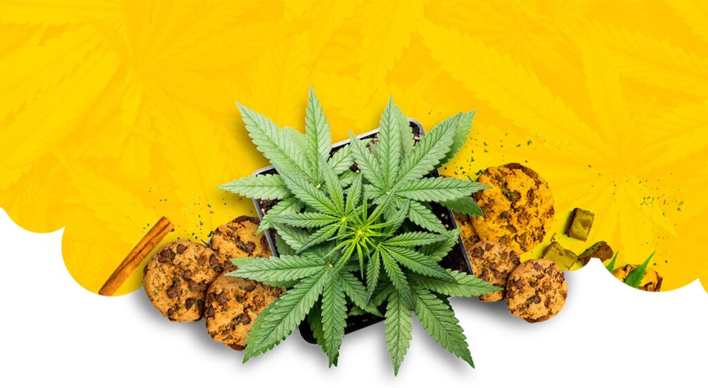 Perfect CBD Flower for Every Occasion