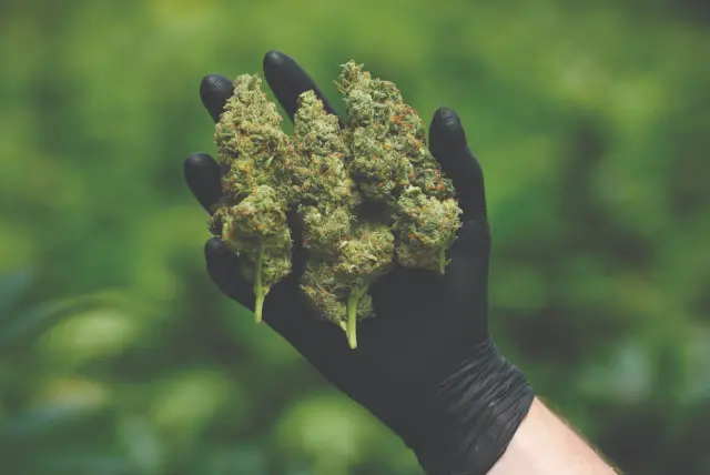 Choosing the Right Weed For You!